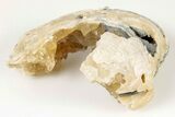 Partial Fossil Clam with Fluorescent Calcite Crystals - Ruck's Pit #191767-1